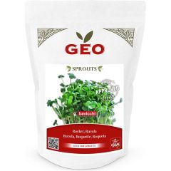 Rúcula Para Germinar Orgánica